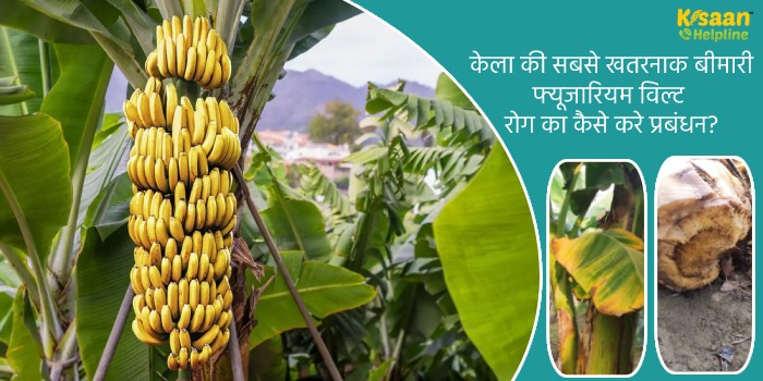 केला की सबसे खतरनाक बीमारी फ्यूजारियम विल्ट रोग का कैसे करे प्रबंधन?